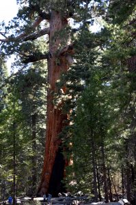 sequoia yosemite