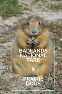 Badlands national park and prairie dogs
